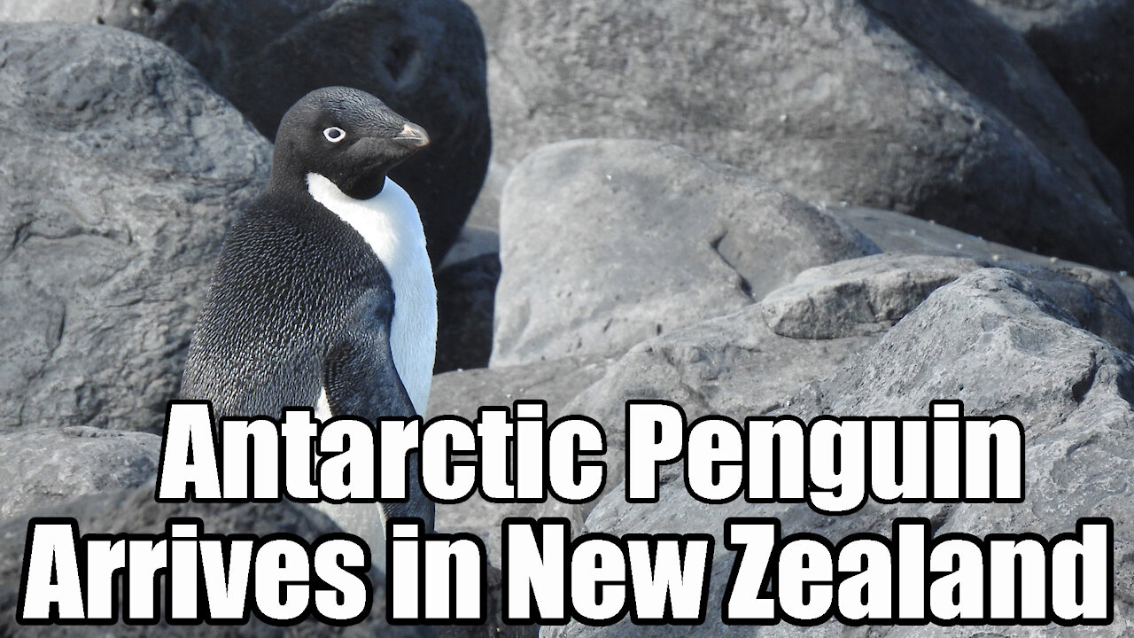 Penguin from Antarctica🐧 ends up on New Zealand Coast🌊