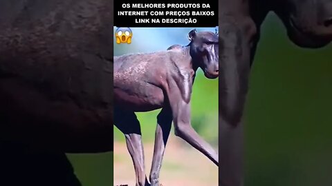 VEJA COMO É O MACACO MAIS ESTRANHO DE TODOS