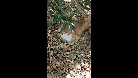 A cute and beautiful cat is resting