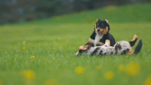 awwwt cute dogs 🐕 Baby