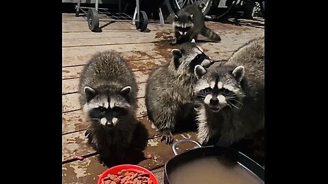 Mama szop z dziećmi..