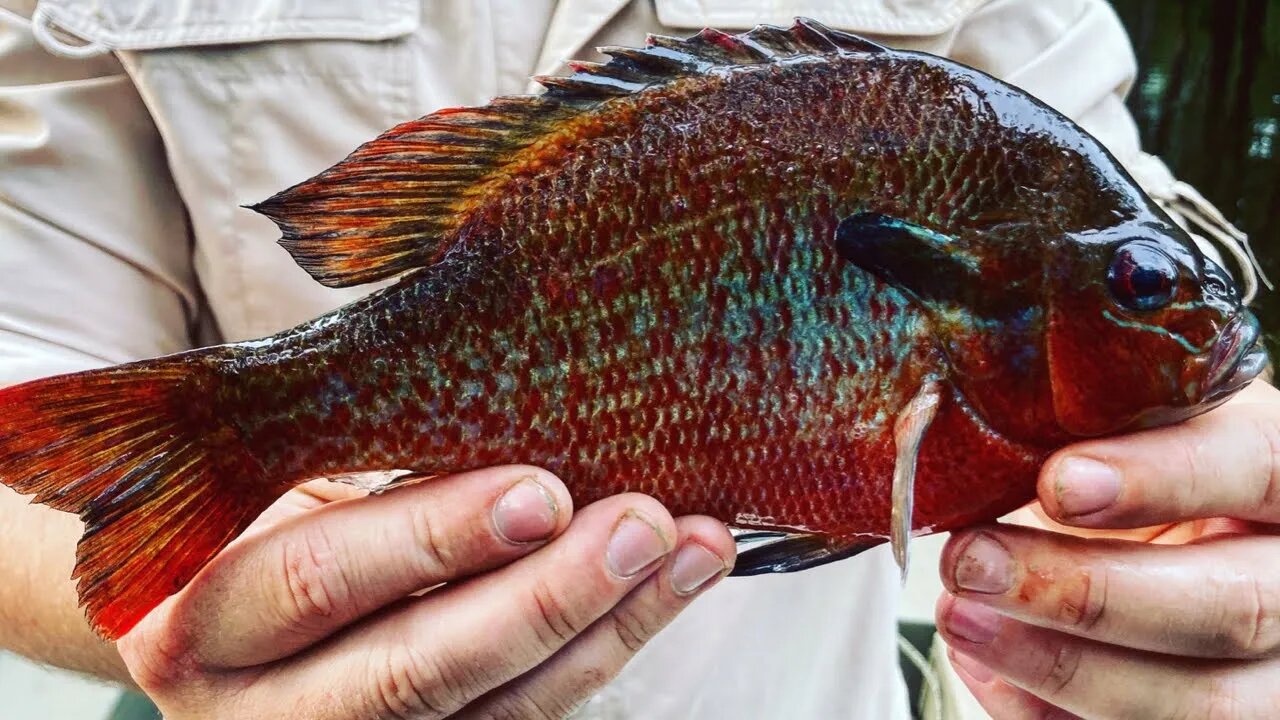 Catching REDBREAST in BLACK WATER! (Titty Fish)