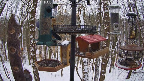 Squirrel stretching for the suet