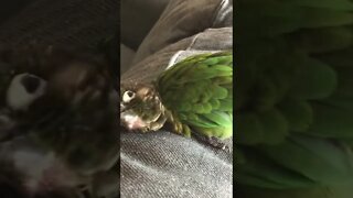 My bird doing some weird stuff