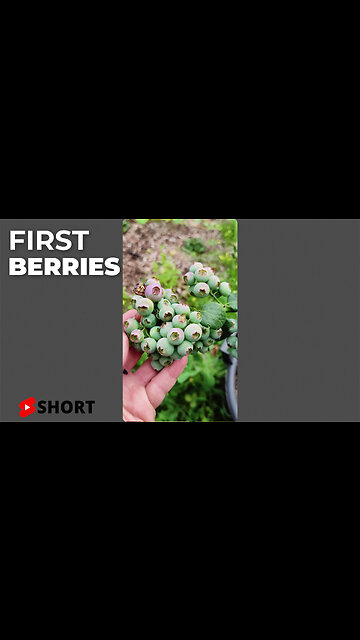 First Blueberries on the Bushes! Blueberries Growing on my Plant #SHORT