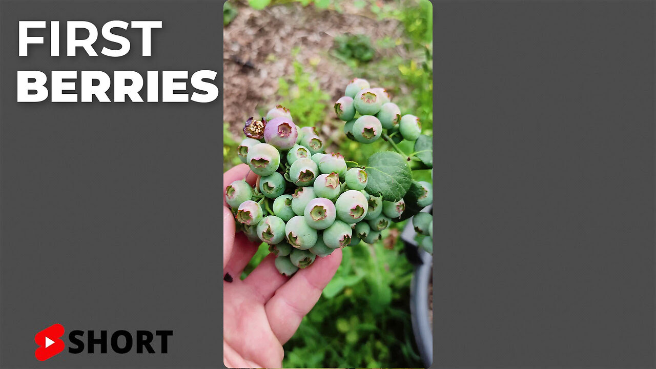 First Blueberries on the Bushes! Blueberries Growing on my Plant #SHORT