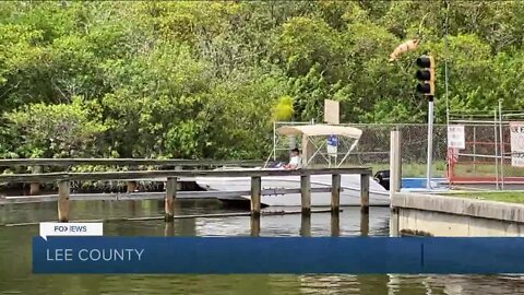 FWC investigates after manatee carcass is found in Chiquita Lock