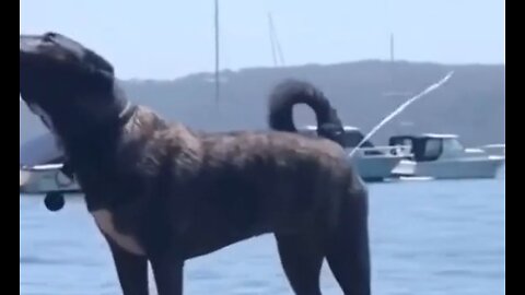 Funny animal video
