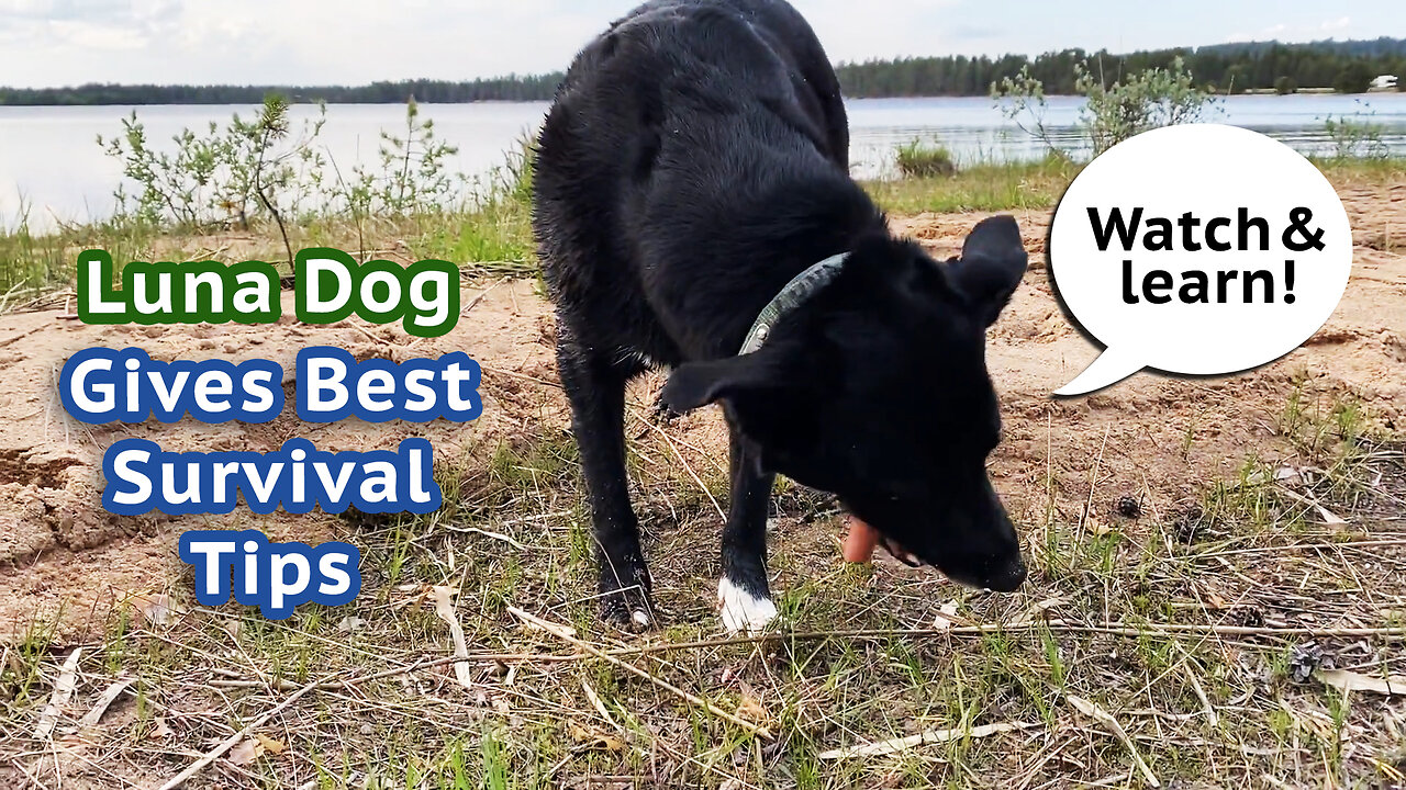 Luna Dog's Best Survival Tips