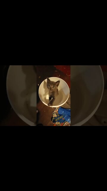 Kitten in a bucket