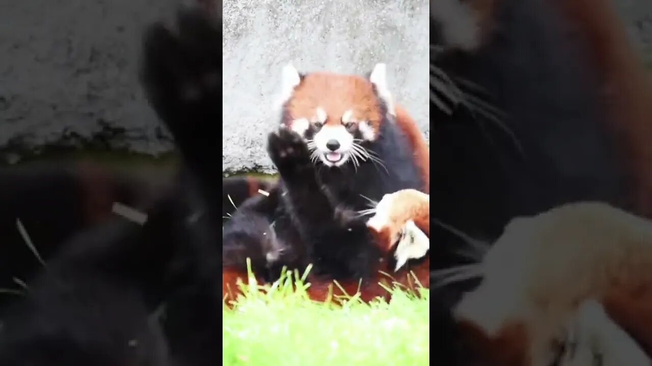 Red Pandas Playing