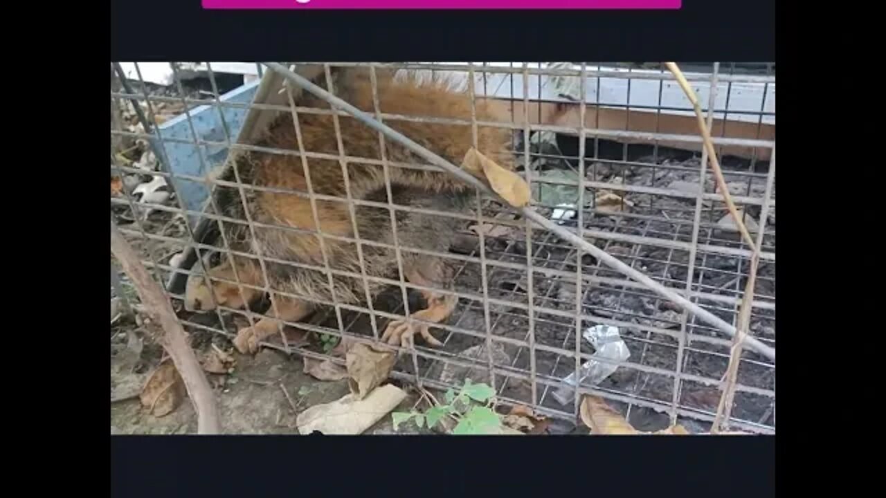 Squirrel Caught But Set Free #Squirrels #Beauty #Wildlife #Peaceful