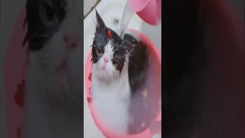 Cute cat taking bath #shorts #cat #funnycats #cutecat