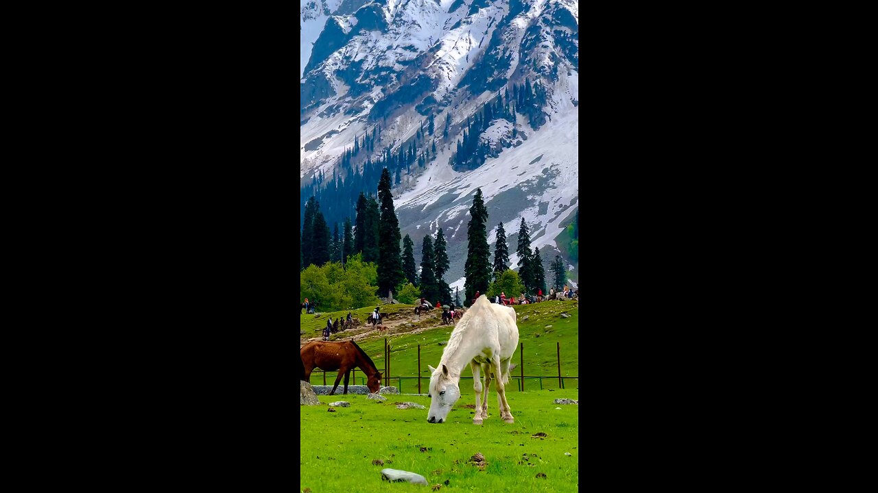 BEAUTY OF KASHMIR ❤️