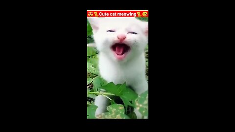 Cat Meowing🌹🐈🐈🌹|Cat Sound| Cute Cat Videos #shorts #cat #cats #dog #puppy #catlover #catfunnyshorts