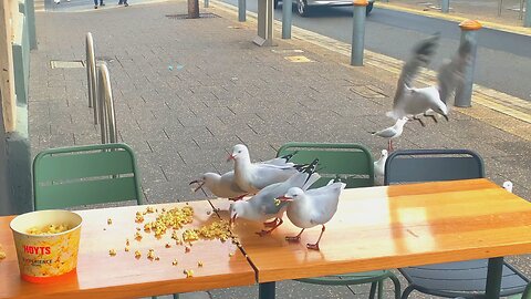 Seagulls Enjoying an Unexpected Feast of Abandoned Popcorn in Fremantle