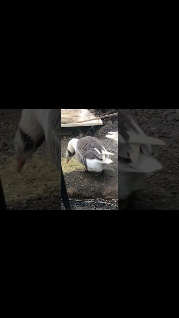 Managing free range geese in record rains and resulting mud