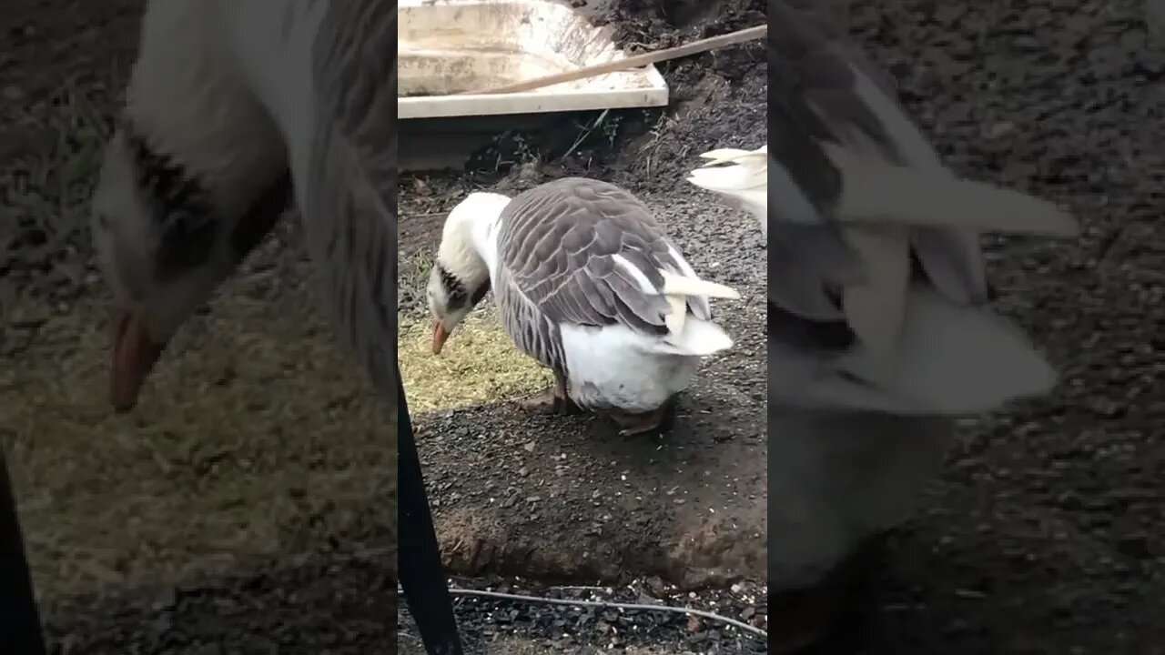 Managing free range geese in record rains and resulting mud