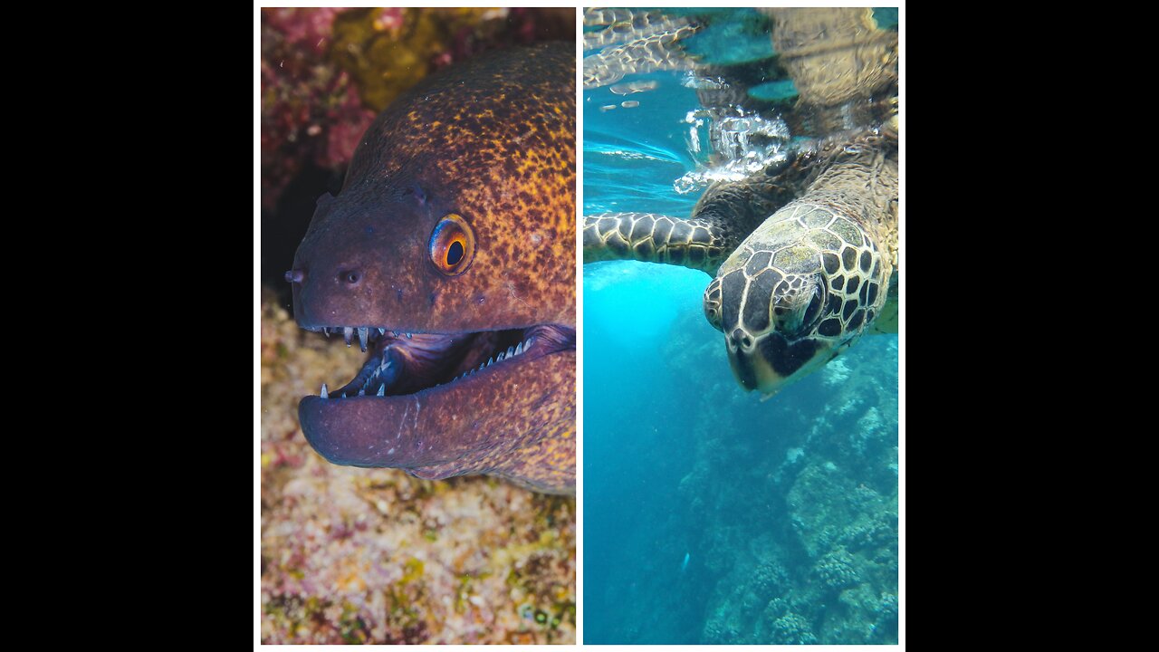 Beautiful underwater world of the Red Sea