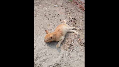 #mankycat