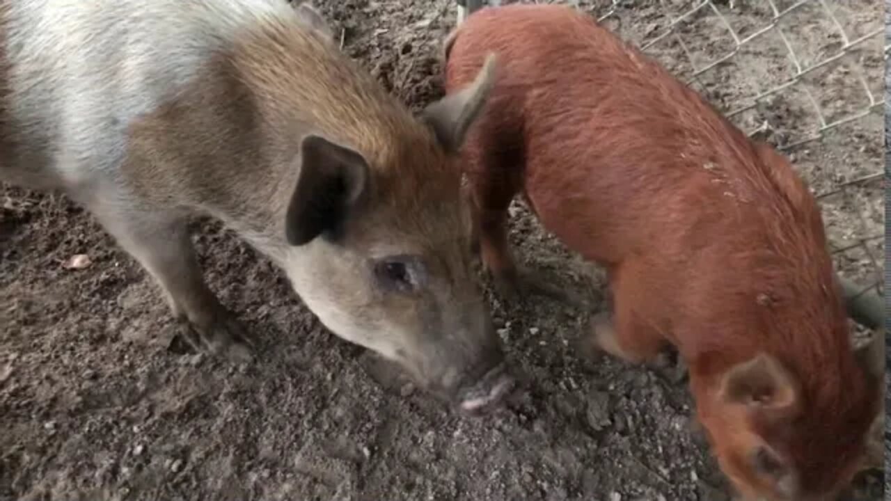 Just 10 minutes of piggies