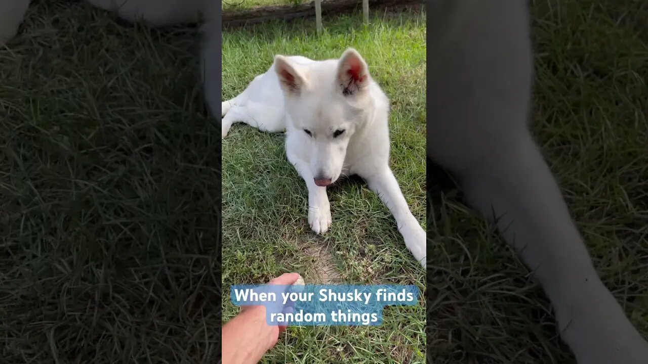 When your Shusky Finds Random Items #doggo #husky #gsd #pets