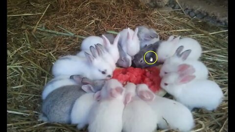 SPOILER ALERT: Wordle of the Day for August 3, 2022 ... Happy Watermelon Day (with Bunnies)!