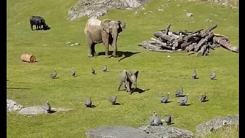 Cute Baby Elephant Trips While Playing With Birds
