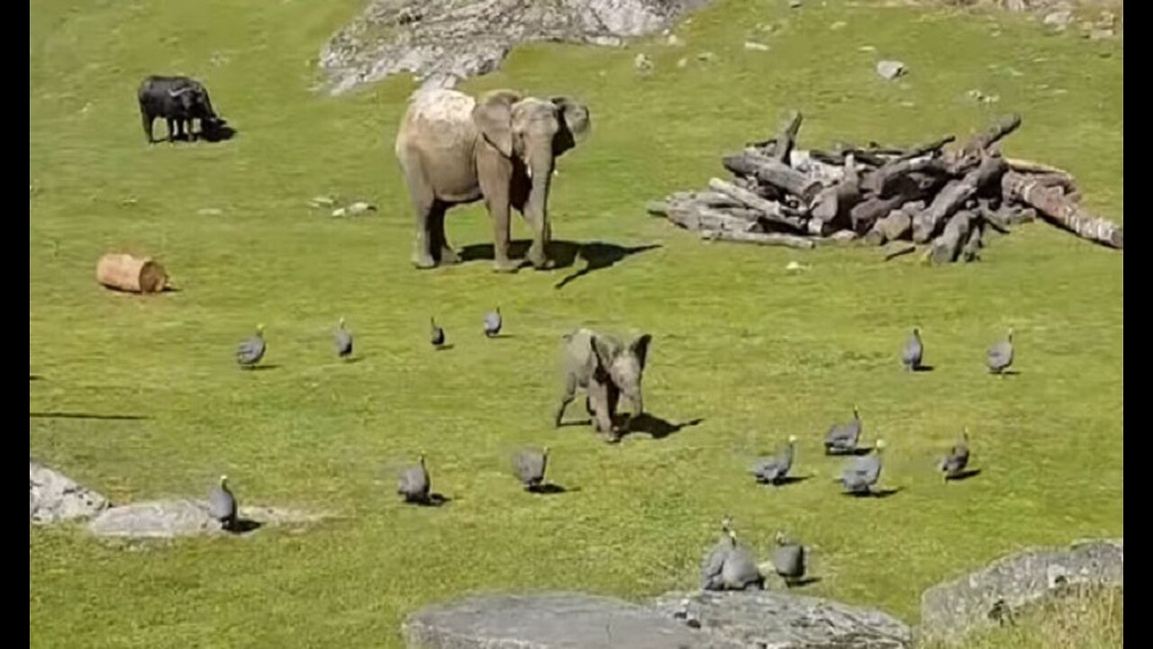 Cute Baby Elephant Trips While Playing With Birds