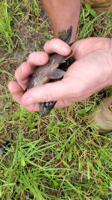 Bluegills - Tanks (ponds) overflowed