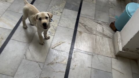 Dolo The Labrador Playing With Football