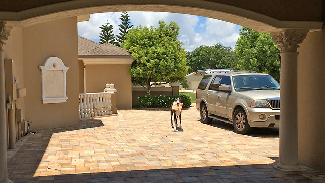 Funny Great Dane bringing in groceries