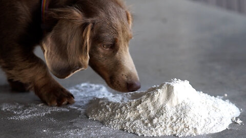 DOG THOUGHTS 2