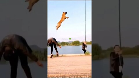 देखिए डॉग ने इतनी लंबी छलांग कैसे लगाई😱Amazing Dog👈