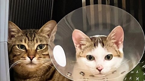 The best jokes with animals😸funniest cat and dog videos🐈