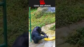 macaco lavando roupa