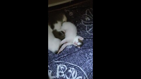 little baby