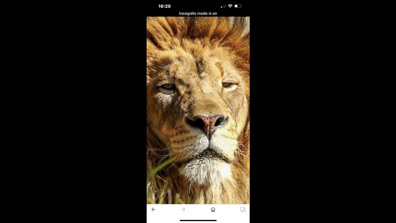 🦁🦁🦁🦁🦁🦁🦁🦁