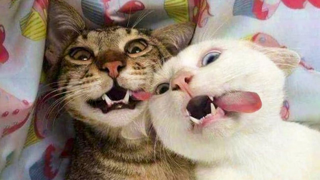 Funniest Cats and Dogs 😺 Funny Animals 2023 Cat Fighting