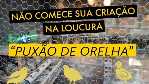 NÃO COMECE SUA CRIAÇÃO NA LOUCURA / VIVER DE CODORNA