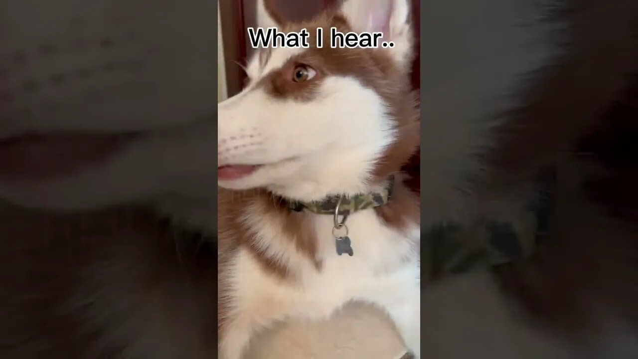 What a HUSKY PUPPY hears! #huskypuppy #puppy #huskies #shorts #todoroki