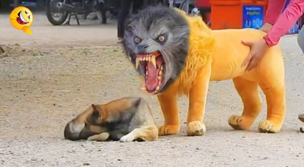 Troll Prank Dog Funny & fake Lion and Fake Tiger Prank To dog & Huge Box Prank to dog