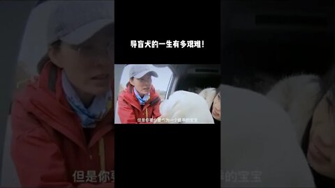 导盲犬的一生至少要经历4次生离死别，一生都在为人类付出！#传递正能量#正能量#感动#狗是人类最忠诚的朋友#导盲犬