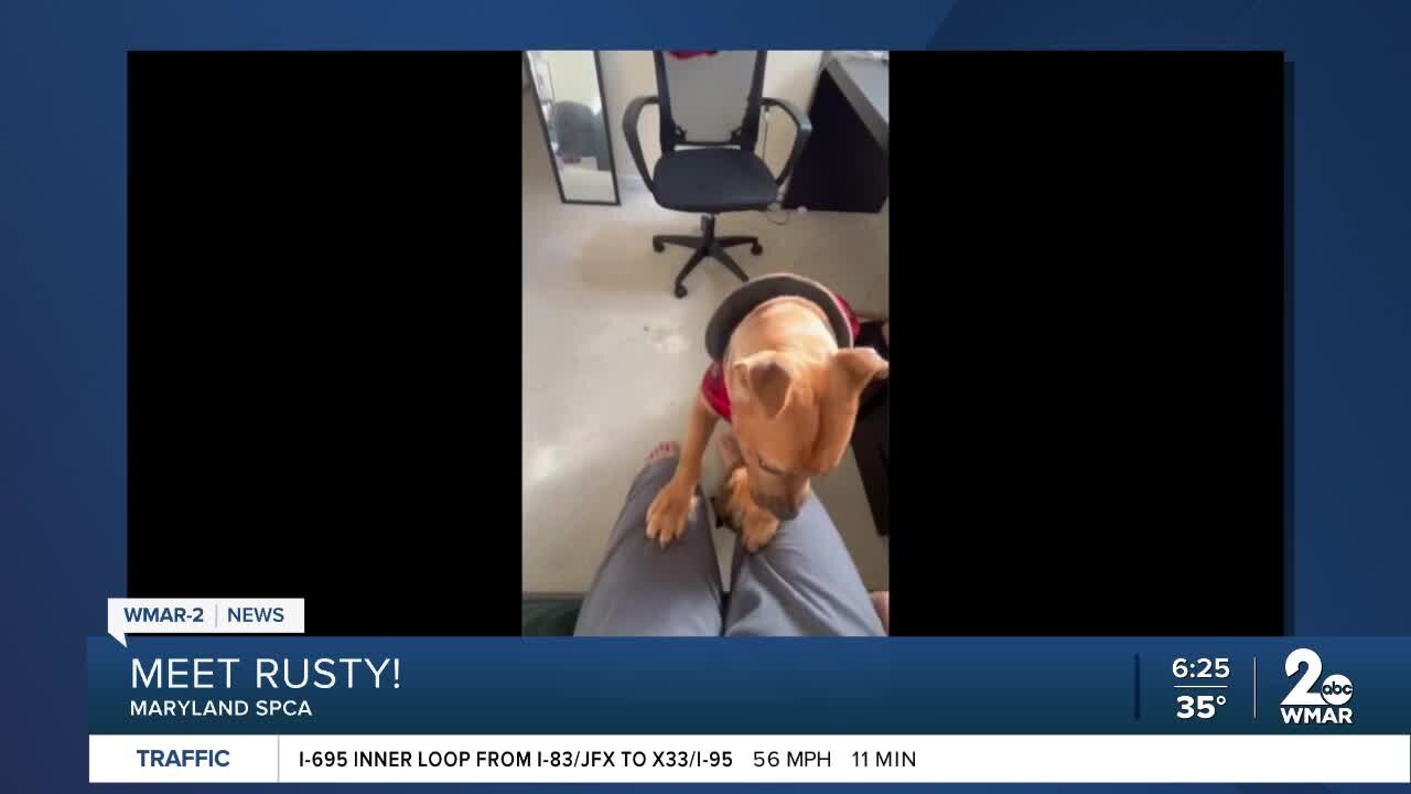 Meet Rusty at the Maryland SPCA!