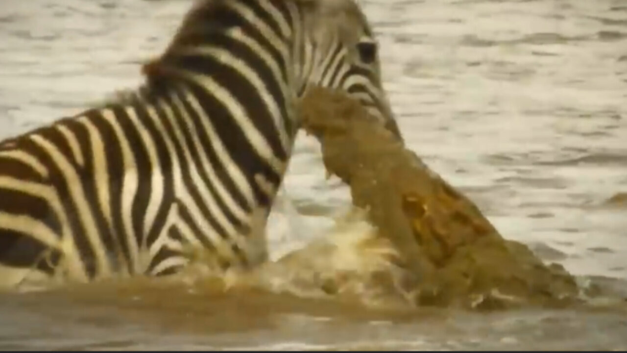 When a zebra escapes death from a crocodile