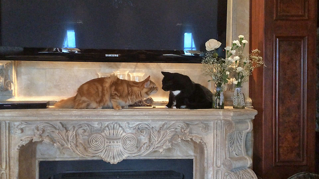 Funny Curious Cats play and fight over flowers