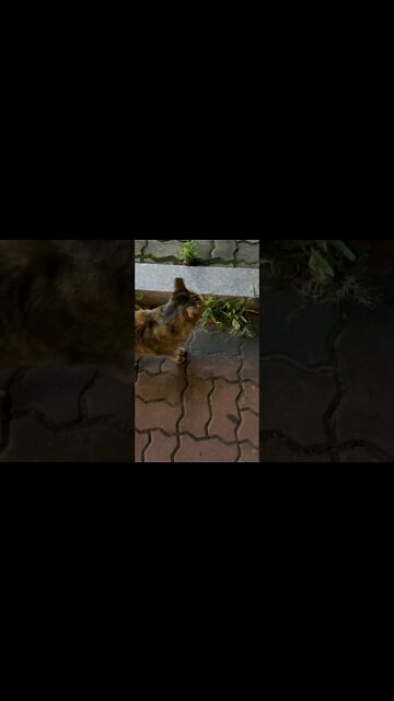 #후산한의원 #튼살침 #cat #한의사 #한의원# 병원 #비법 #포도 #허벅지 #흉터 #하체 #하지 #하체실종 #진피 #콜라겐 #피부재생 # 서울시 #중구 #서울역 #서울시청 #