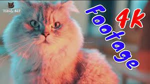 best funny animals videos funny cat and dog 2023