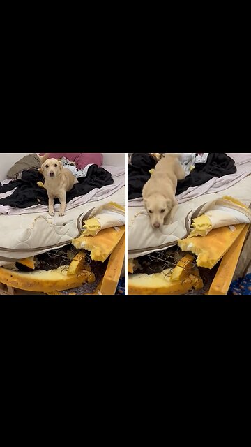 Guilty Pup Absolutely Dismantles Bed Into Pieces