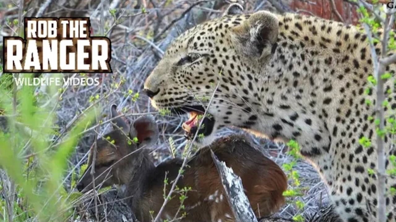 Two Leopards With A Live Bushbuck Fawn (Leopard Family, Part 28)